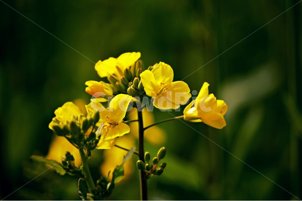 유채꽃,꽃,봄,노란꽃,감성,자연,봄,계절,spring,season,식물,자연,plants,nature,꽃,flower,plant