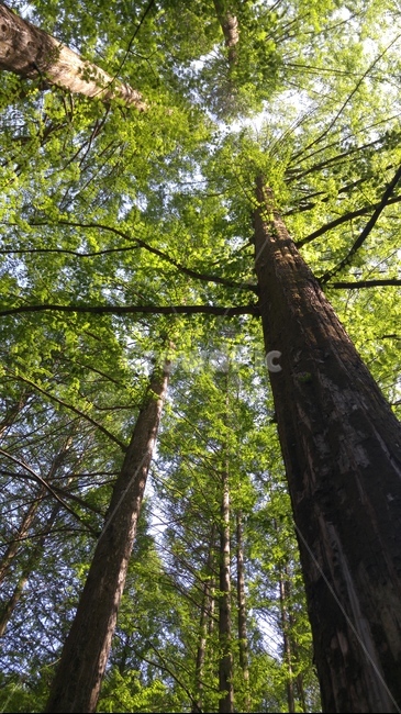 나무,숲,삼림,녹색,자연,green,tree,forest