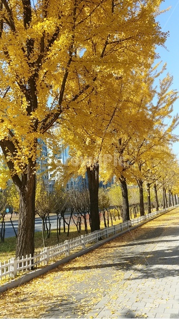가을,단풍,은행나무,은행나무길,예쁜길,가을,계절,fall,autumn,season,tree,나무,plant,식물,tree trunk,나무 줄기