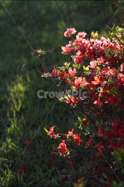 아침,빛,영산홍,나무,봄,식물,자연,plants,nature,꽃,flower