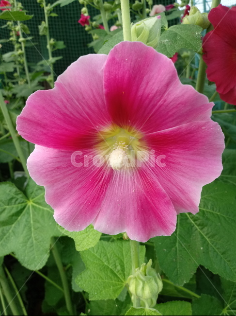 접시꽃,hollyhock,촉규화,덕두화,접중화,촉계화,단오금,황촉화,아욱과
