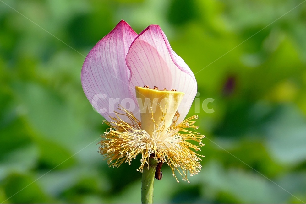 연꽃,여름꽃,불교,홍연,식물,식물,자연,plants,nature,꽃,flower