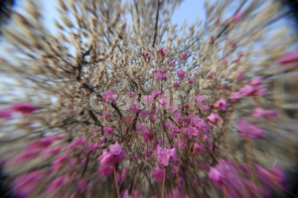봄,꽃,목련,진달래,spring,magnolia,flower,봄,계절,spring,season,식물,자연,plants,nature,꽃,flower,plant