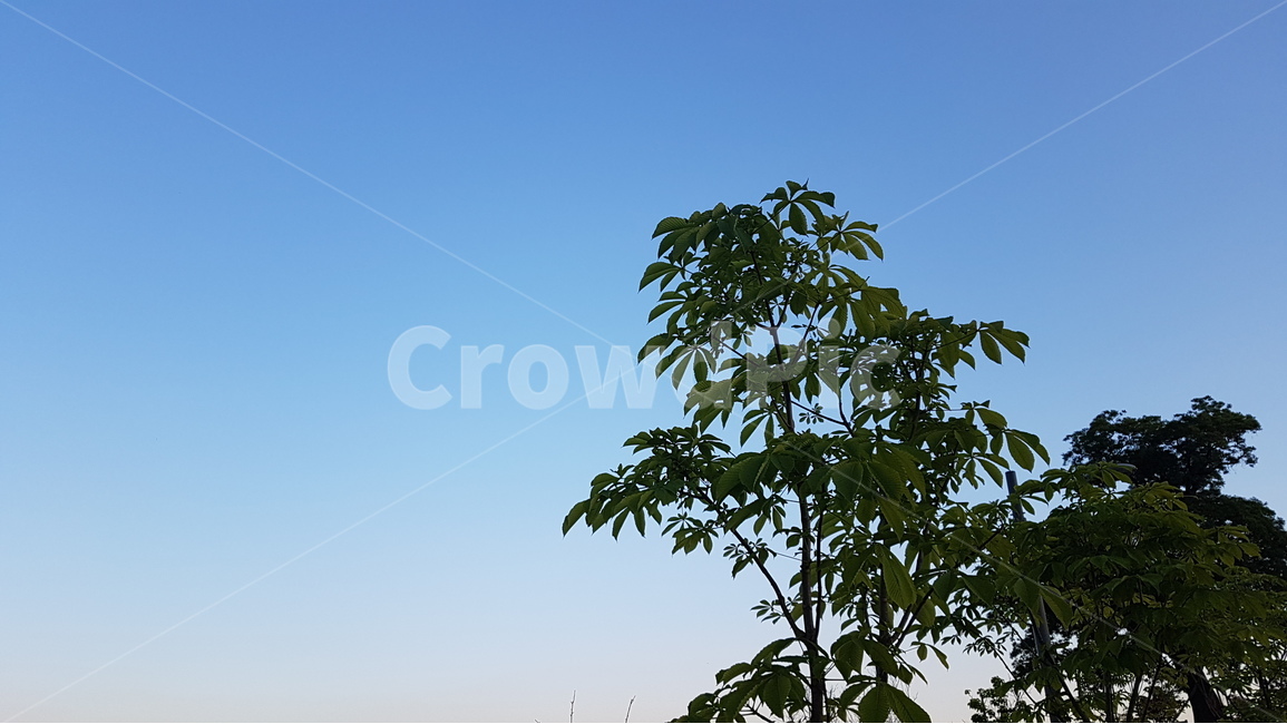 나무,하늘,풍경,실루엣,그림자,tree,silhouette,shade,park,sky,sunset,dusk,nightfall,해질녘,초저녁,earlyevening,summer,evening,자연,풍경,nature,landscape,plant,식물,outdoors,옥외