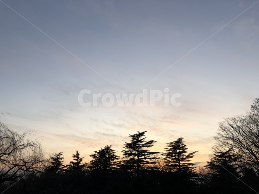plant,식물,tree,나무,abies,winter,겨울,일몰,sunset