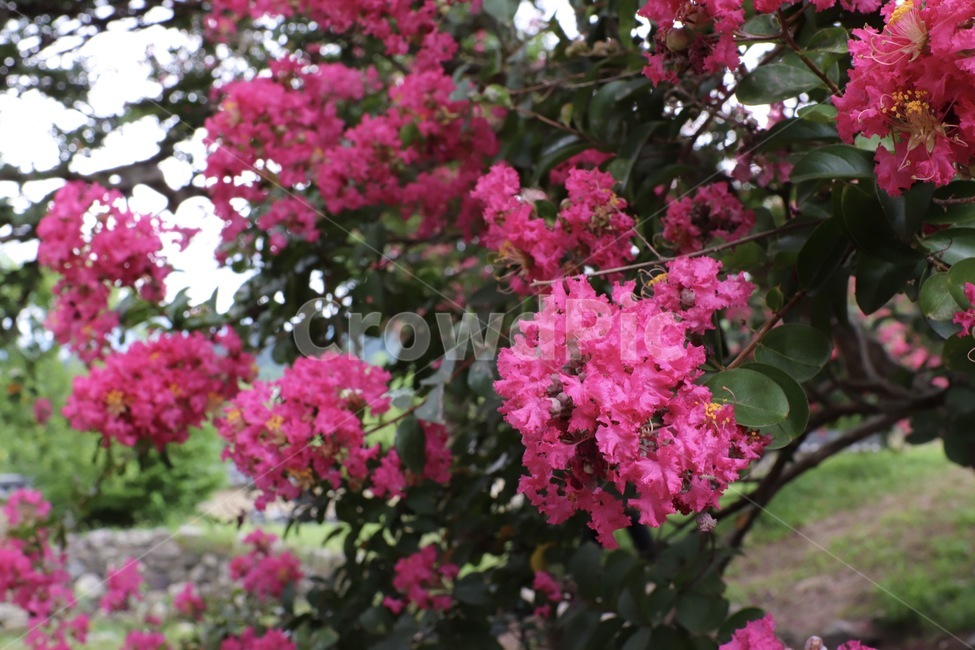 식물,plant,꽃,flower,배롱나무,배롱,분홍꽃,식물,자연,plants,nature,꽃,flower
