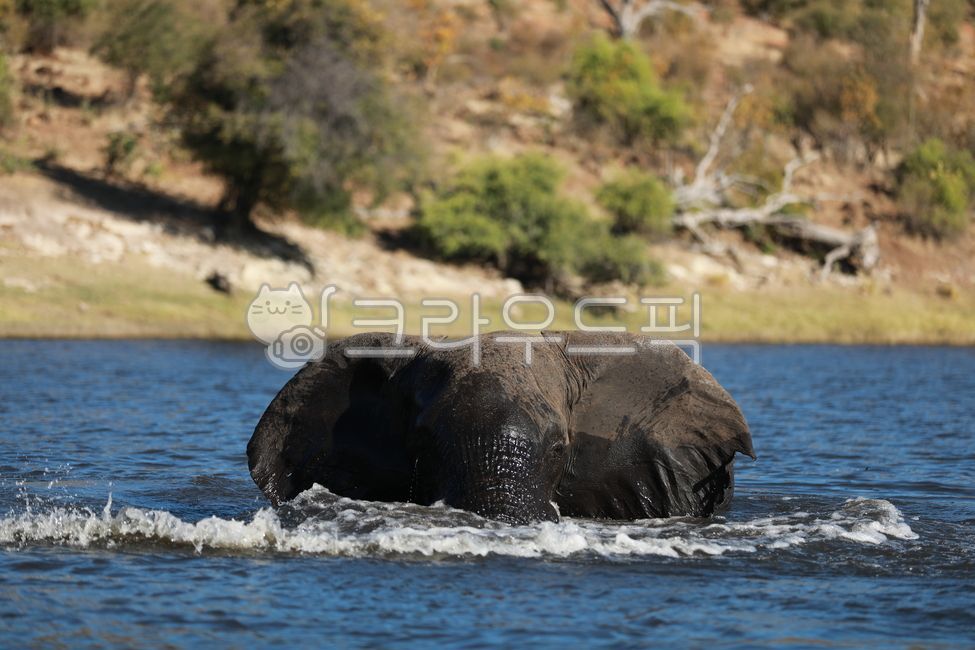 African elephant,animal,herbivore,elephant