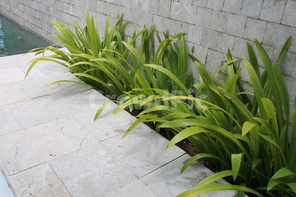식물,plant,판석,flagstone,자연,풀,green