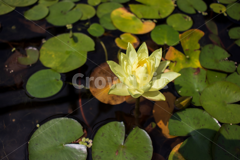 수련,waterlily,수련꽃,꽃,연못,자연,식물,잎,잎사귀,이파리,꽃잎,자연의,그린,초록,녹색,초록색,물,야생,야생의,야생화,옐로,옐로우,노랑,노란색,노란,성장,성장하는,연,연꽃,정원,가든,계절,시즌,여름,봄,개구리밥,부평초,아름다운,예쁜,미,우아한,활짝핀,만발한,만발,만개,만개한,야외,신선한,싱싱한,바탕,배경,백그라운드,flower,waterlily,pond,nature,plant,green,pondlily,candock,pondlily,waternymph,water,lily,leaf,leaves,petal,natural,wild,wildflower,wildness,yellow,growth,growing,grow,lotus,lotusflower,garden,season,spring,summer,duckweed,beautiful,beauty,bloom,blooming,blossom,outdoor,outdoors,fresh,freshness,graceful,elegant,background,식물,자연,plants,nature,꽃,flower