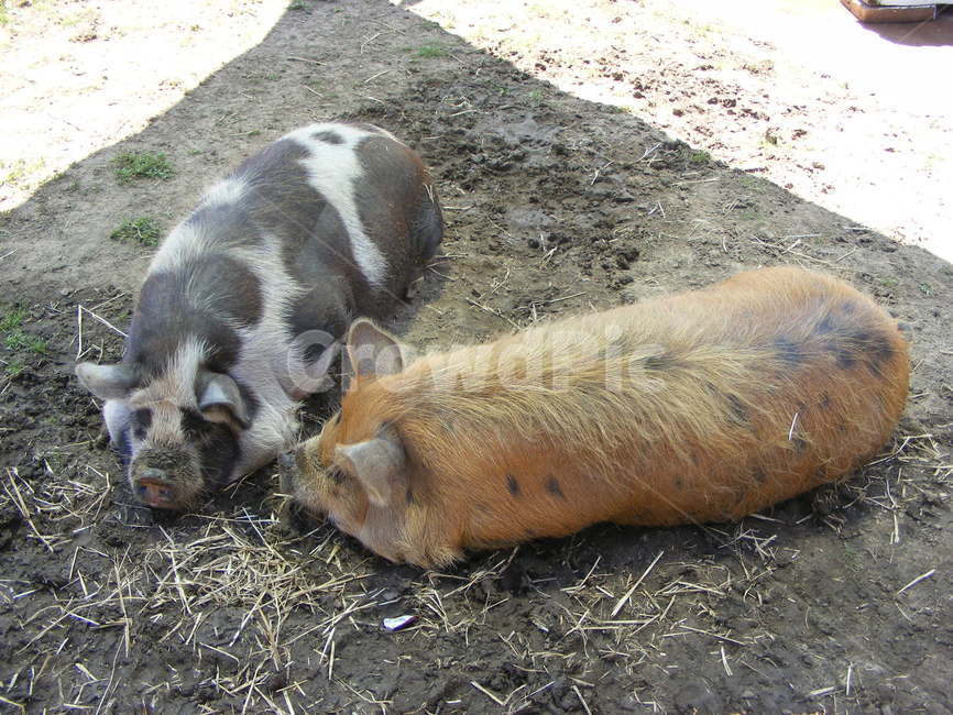 돼지,동물원,animal,동물,pig,동물,animal,포유류,mammal