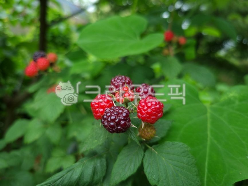 raspberry,Bokbunja Strawberry,Fruit,Specialties,fruit,Bokbunja,strawberry,bokbunja fruit,leaf,food,bokbunja tree,plant