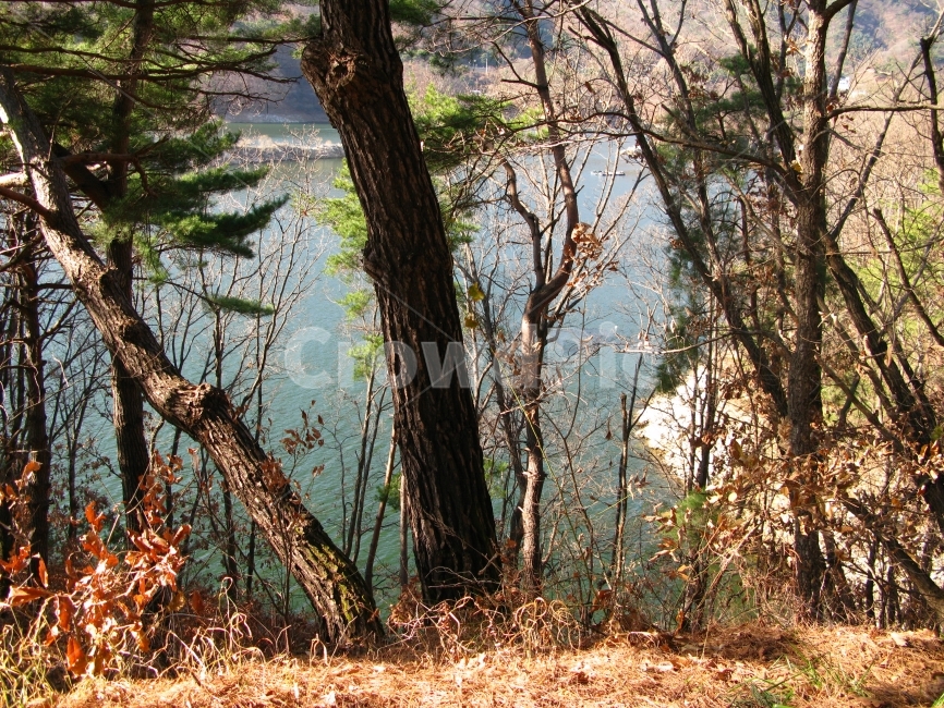 아름다운,강,나무,가을,풍경,가을,계절,fall,autumn,season,식물,자연,plants,nature,나무,trees,wood,tree,plant,tree trunk,나무 줄기