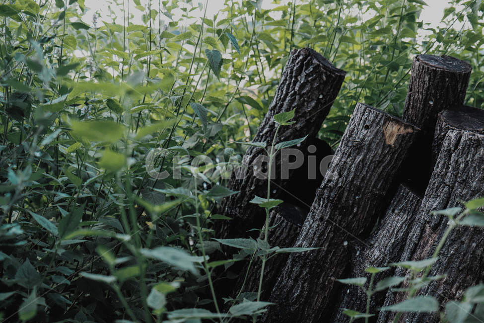 자연,고목,풀,숲,나무,식물,자연,plants,nature