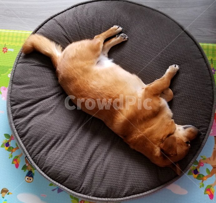 방석,강아지,매트,회색,브라운,cushion,동물,animal,포유류,mammal,개,강아지,dog,doggy