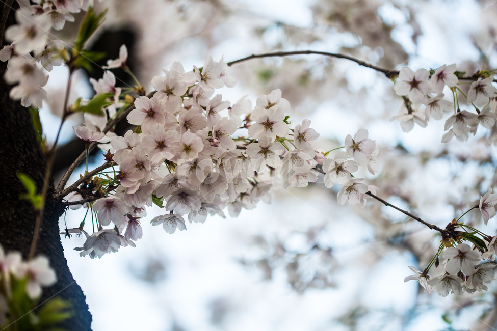 spring,cherryblossoms,pink,warm,분홍색,핑크색,봄,따듯함,plant,blossom,꽃,flower,cherryblossom,벚꽃