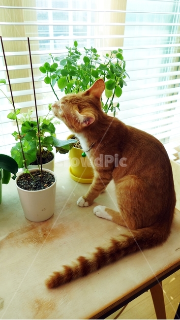 고양이,cat,pet,동물,화분,테이블,동물,animal,포유류,mammal,고양이,cat,kitten,kitty