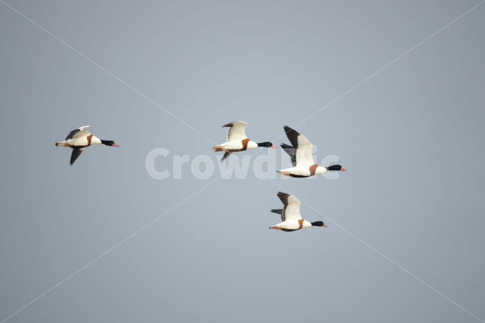 혹부리오리,철새,낙동강,강물,비행,새,동물,animal,조류,새,birds