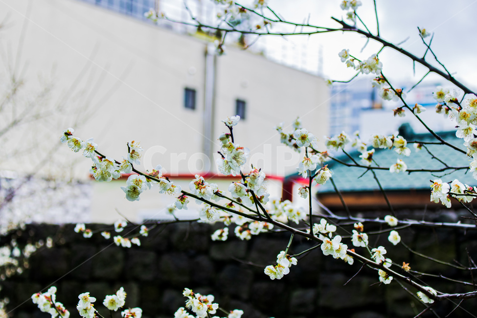매화,flower,blossom,삼성혈,제주,꽃,돌담길,맑은하늘