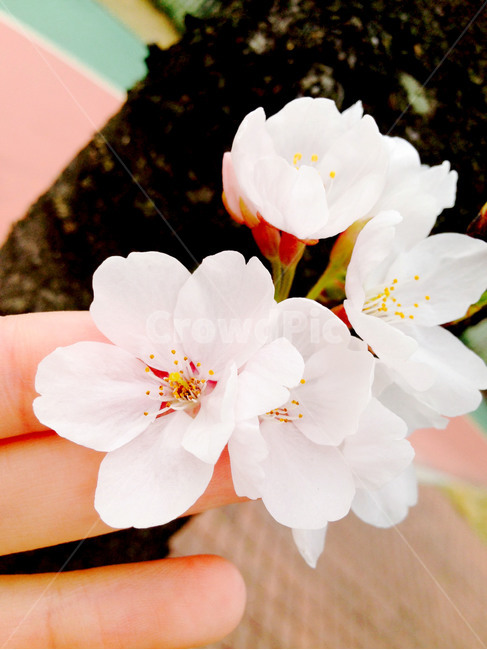 봄,벚꽃,꽃,꽃나무,흰꽃,벚꽃피는계절,봄,계절,spring,season,plant,식물