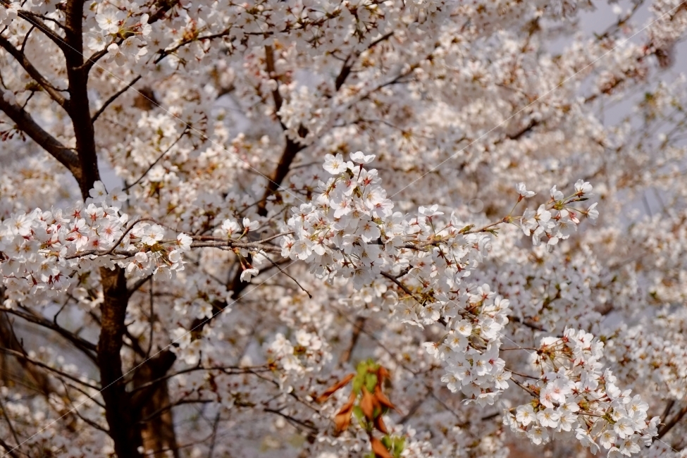 벚꽃,봄,꽃,꽃나무,벚꽃놀이,나들이,봄꽃,식물,자연,식물,자연,plants,nature,봄,계절,spring,season,꽃,flower,plant,blossom