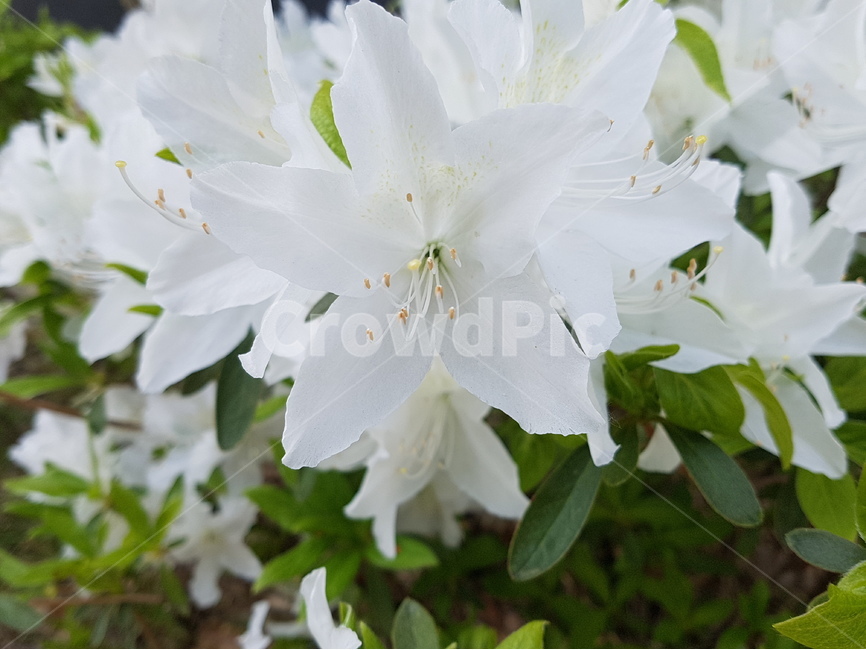 철쭉,꽃,흰색꽃,봄,자연,하얀드레스,순백,flower,nature,신부,웨딩드레스,식물,자연,plants,nature,꽃,flower