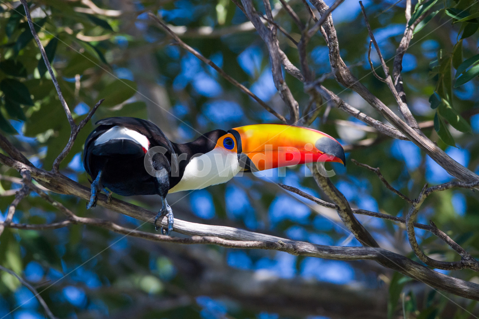 bird,새,동물,toucan,투칸,동물,animal,조류,새,birds