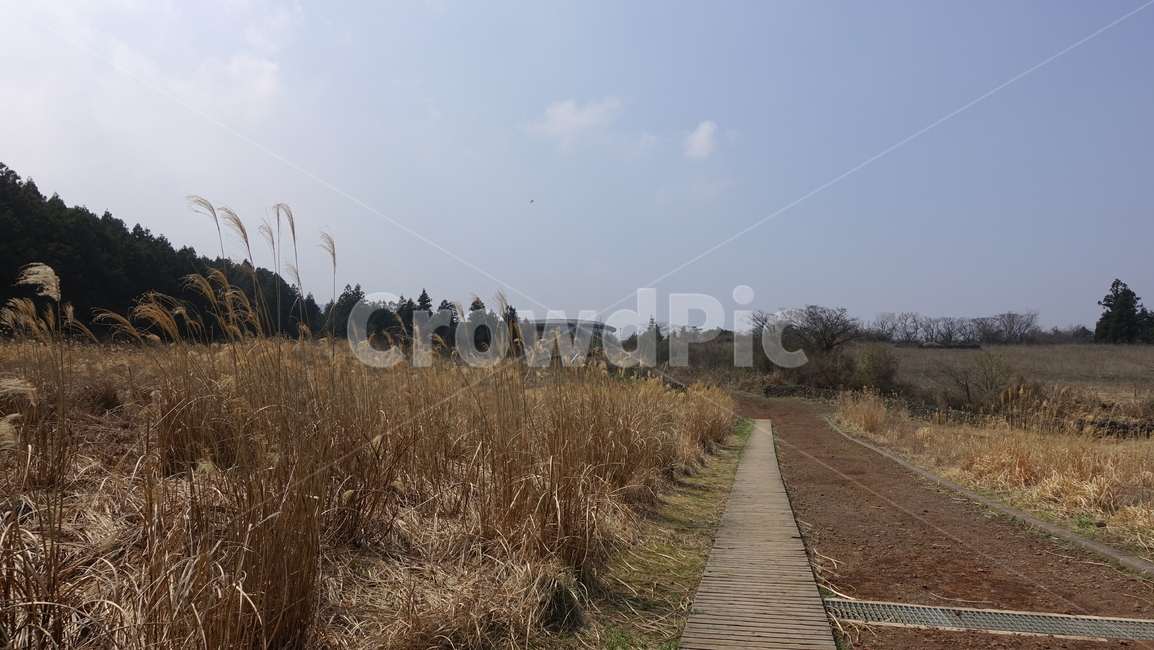 제주도,거문오름,오름,자연,nature,숲,수풀,나무,jeju,jejuisland,brown,길,갈대,가을