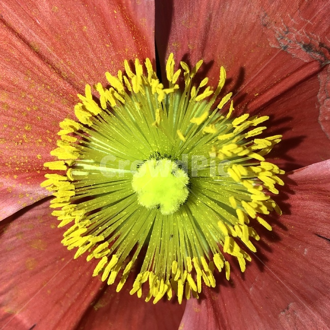 꽃,꽃술,수술,암술,화분,꽃가루