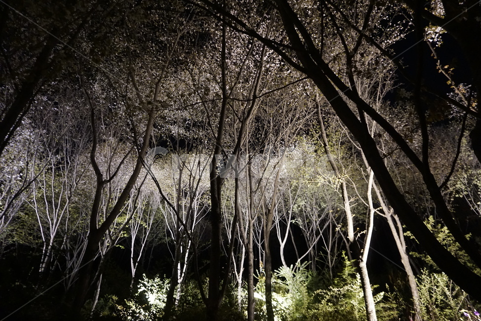 나무,밤,벚꽃,꽃,자연,tree,night,cherryblossom,flower,nature,자연,풍경,nature,landscape,야경,밤,nightscape,night,식물,plants,나무,trees,wood,공포,호러,무서운,무서움,horror,terror,fear,outdoors,옥외
