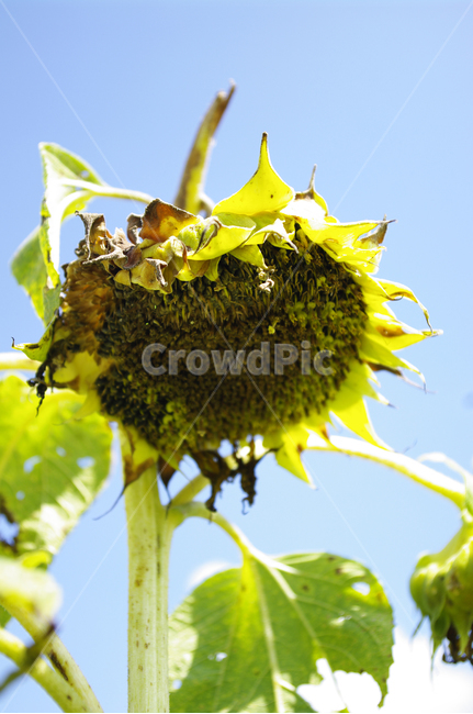 해바라기,꽃,여름,식물,flower,plant,자연,sunflower,식물,자연,plants,nature,꽃,flower