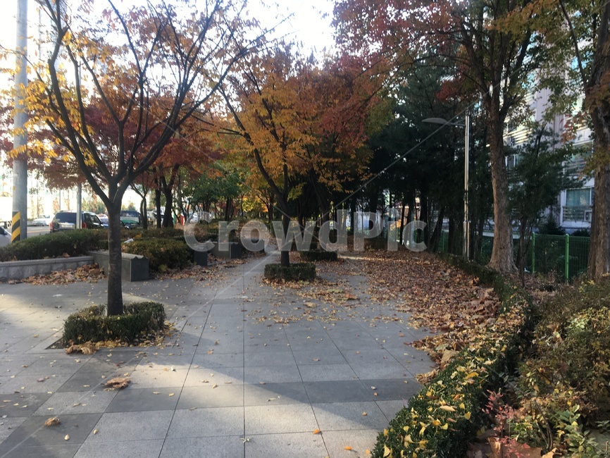 가을,낙엽,우수수,나무,자연,tree