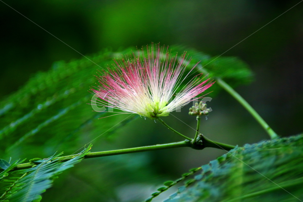 꽃,식물,자연,풍경,계절,식물,자연,plants,nature,꽃,flower