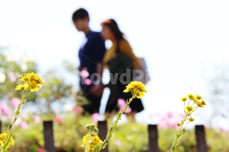 연인,배경,데이트,러브,사랑,인간,가을,들국화,꽃,커플,힐링,사람,남과여,남자친구,여자친구,감성,human,person,lovers,date,love,fall,wildchrysanthemum,couple,Background
