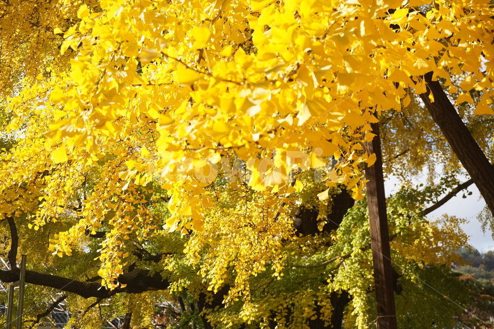 은행나무,노랑,서울문묘,가을,계절,명륜당,가을,계절,fall,autumn,season,식물,자연,plants,nature,나무,trees,wood,leaf,잎,plant,tree,maple,단풍