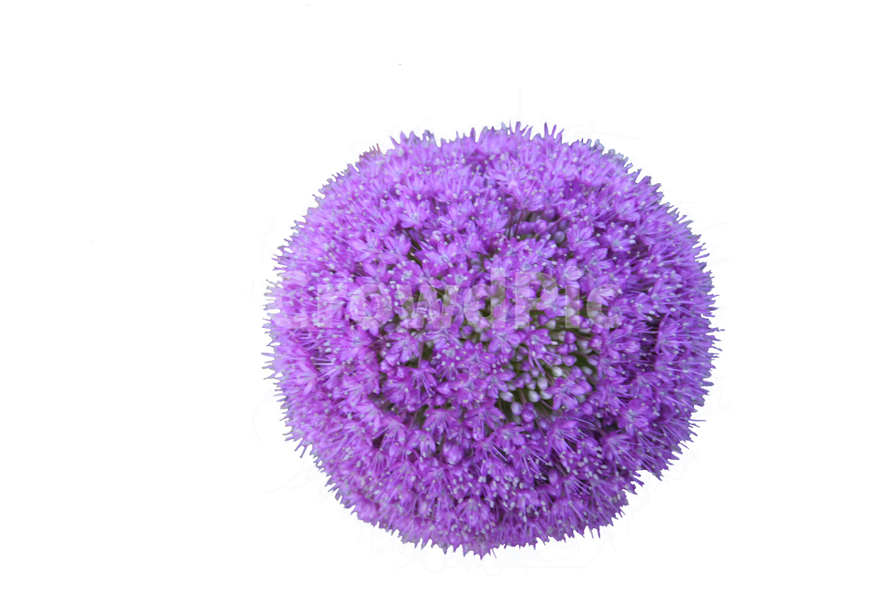 보라색꽃,동그란꽃,꽃잎,꽃,purpleflowers,roundflower,petal,flower,꽃,flower,누끼,remove background