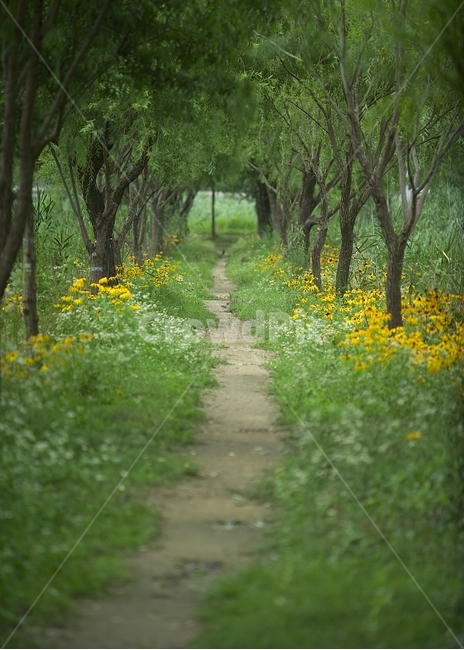 숲길,여름,루드베키아,자연,나무,자연,풍경,nature,landscape,grassland,목초지,outdoors,옥외,field,들,farm,농장,rural,농촌,meadow