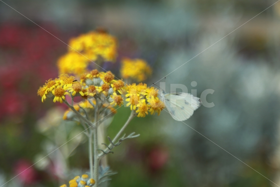 나비,꽃,양재,시민의숲,서울,노란색,식물,자연,plants,nature,꽃,flower,동물,animal,곤충,벌레,insect,bug
