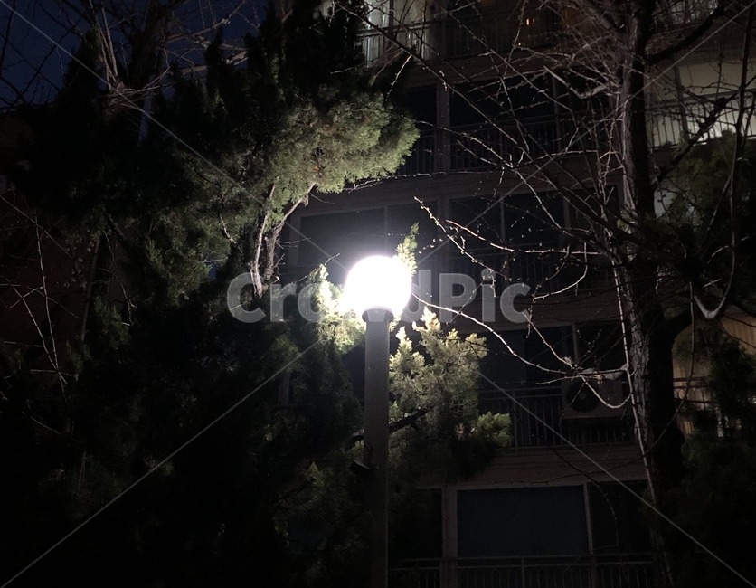 가로등,나무,밤,저녁,불빛,풍경,환한,조명,야경,밤,풍경,nightscape,night,landscape,light,빛,flare,플레어