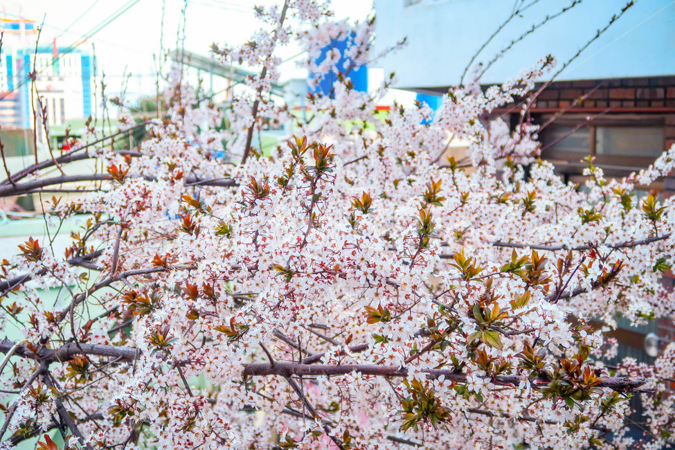 벚꽃,봄꽃,벚꽃나무,봄,plant,식물,blossom,꽃,flower,cherryblossom
