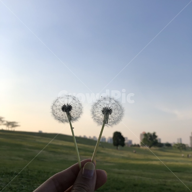 민들레,민들레홀씨,올림픽공원,나홀로나무,봄소풍,봄피크닉,노을,해질녁,하늘,sky,sunset,picnic,olympicpark