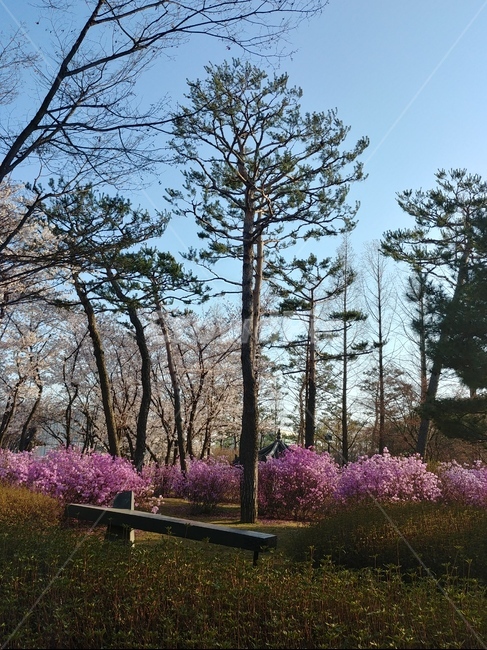 plant,식물,봄,꽃,flower,tree