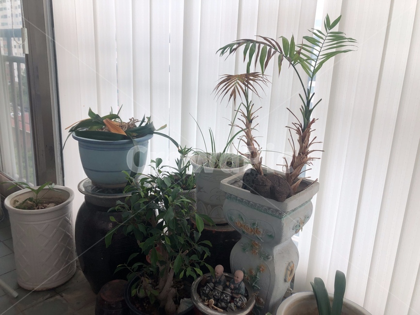식물,베란다,아파트,식물기르기,화분,실내용화초,화분,화초,house plant