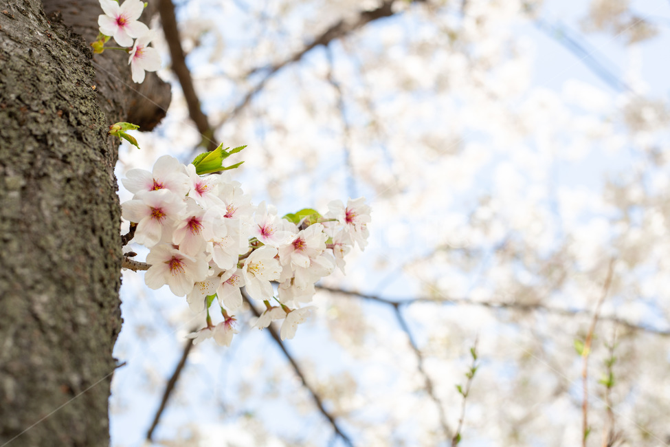 봄,벚꽃,꽃,cherryblossom,식물,나무,자연,풍경,nature,landscape