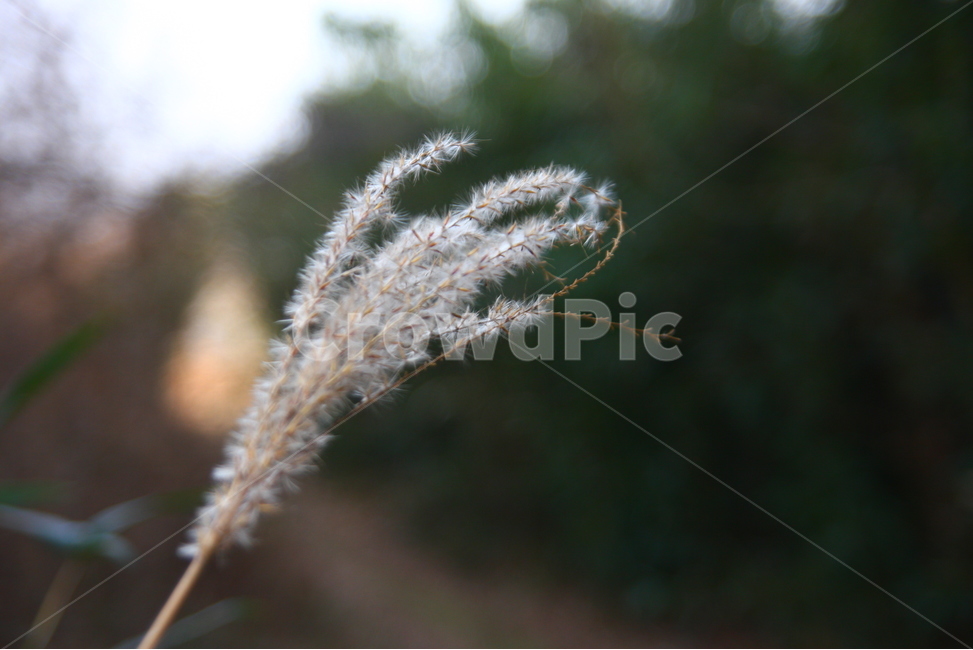 겨울,갈대,억새,자연,숲,겨울,계절,winter,season,식물,자연,plants,nature