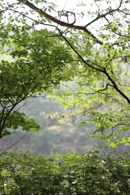 빛,단풍나무,산,연두,봄,자연,풍경,nature,landscape,한국자연풍경,한국자연경관,korea nature landscape,식물,plants,plant,tree,나무