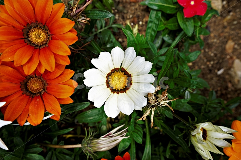 꽃,봄,자연,식물,flower,plant,floral,garden