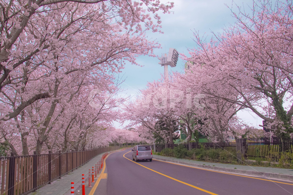 벚꽃,봄꽃,cherryblossom,봄분위기,spring,꽃