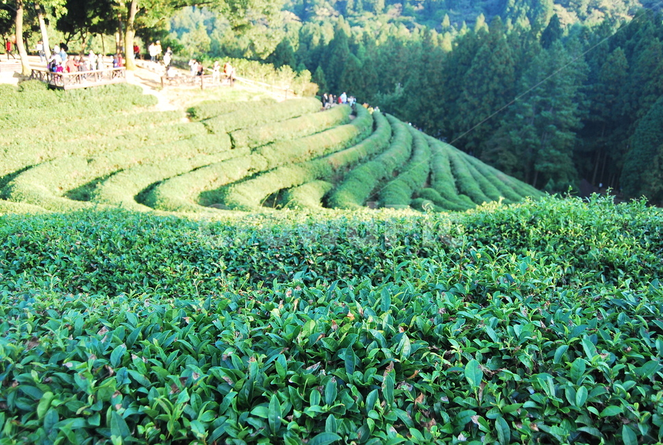 보성녹차밭,보성,녹차밭,plant,식물,자연,풍경,nature,landscape