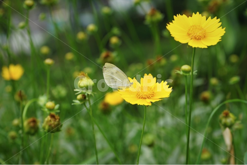 금계국,큰금계국,황색,노랑색,자연,식물,꽃,여러해살이풀,bloom,flower,gardening,관상용,beautiful,plant,식물,자연,plants,nature,꽃,flower,동물,animal,곤충,벌레,insect,bug