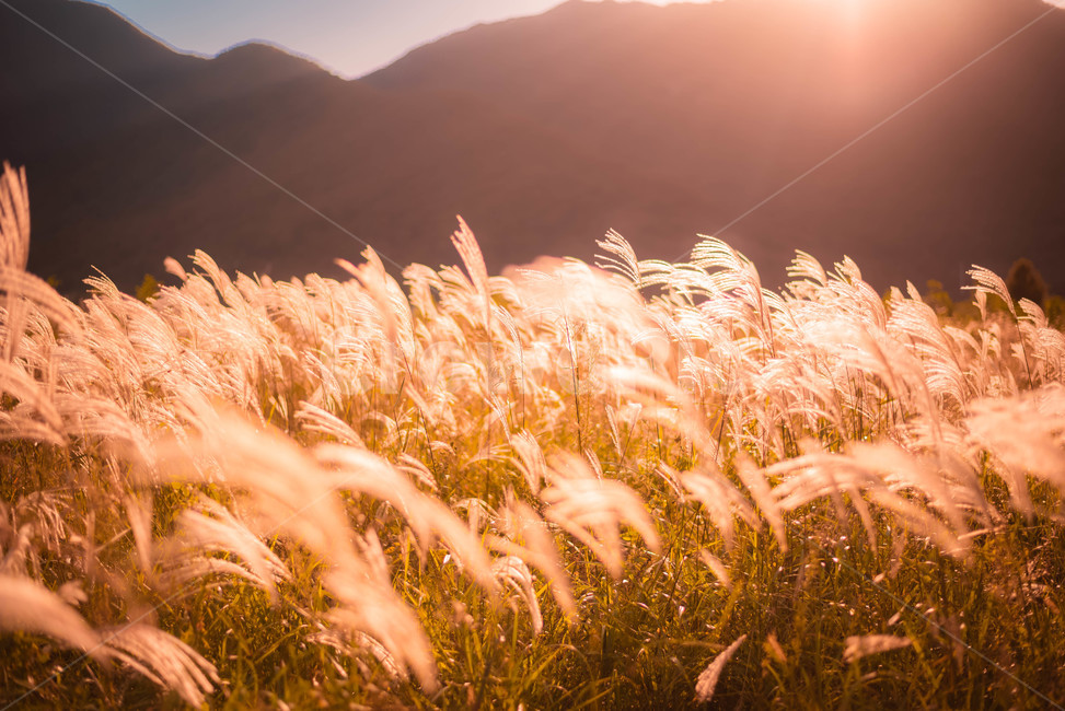 grass,잔디,옥외,outdoors,자연,light,빛,플레어,flare,nature,억새,갈대,가을,계절,fall,autumn,season,자연,풍경,nature,landscape,plant,식물,감성,sensible,feeling